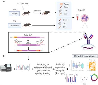 Antibody Repertoire Analysis of Tumor-Infiltrating B Cells Reveals Distinct Signatures and Distributions Across Tissues